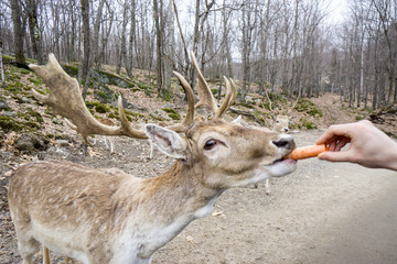 Feeding deer from the car