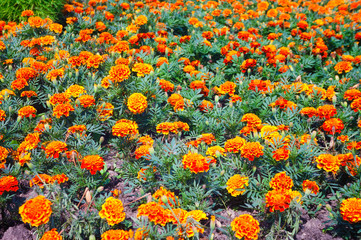 Beautiful orange red marigold flowers background pattern in tagetes garden. Close-up marigold flowers.