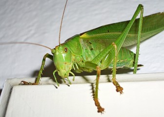 a grasshopper is climbing on a wall