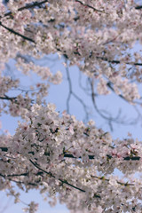 D.C. cherry blossoms