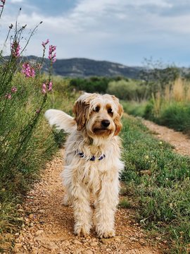 Dog in Nature