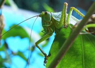 a grashopper is climbing on a leaf