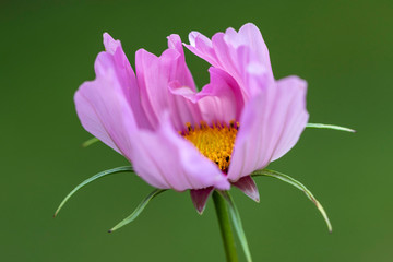 Macro flower close up