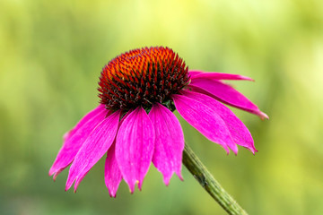 Macro flower close up