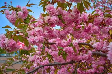Sakura flower or cherry. A blooming pink flowers on branches cherry trees.