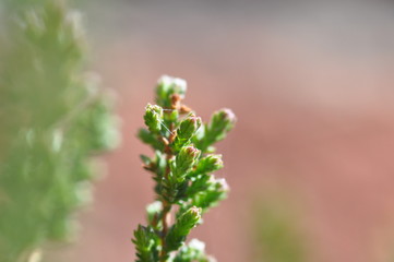 Blüte- Pflanze - Makro 