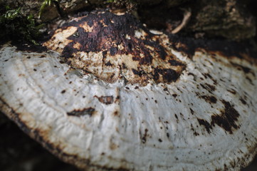 Baumpilz - Pilz - Makro - Wald