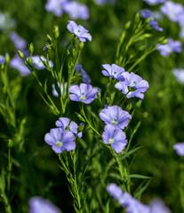 Bright delicate blue flower of ornamental flower of flax and its shoot against complex background. Flowers of decorative flax. Agricultural field of flax technical culture in stage of active flowering