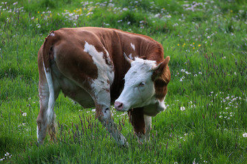 A beautiful cow grazing in the pasture