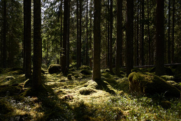 Scandinavian forest with the sun in the background - obrazy, fototapety, plakaty