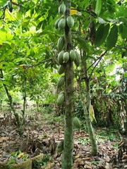 arbol de cacao puro en la jungla