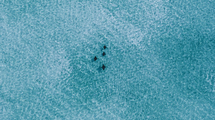eagle rays from above