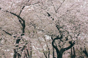 D.C. cherry blossoms