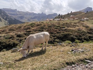 Magnifique paysage en montagne avec des vaches