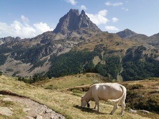 Magnifique paysage en montagne avec des vaches