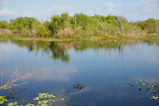 American Alligator