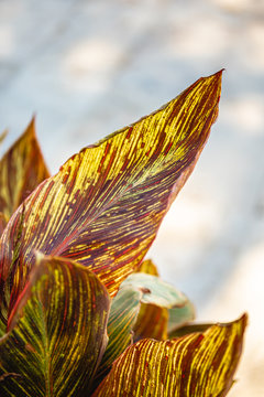 Leaves