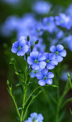 Fototapeta na wymiar Bright delicate blue flower of ornamental flower of flax and its shoot against complex background. Flowers of decorative flax. Agricultural field of flax technical culture in stage of active flowering
