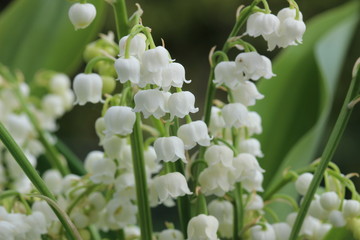 muguet