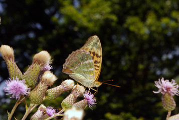 butterfly on a flower