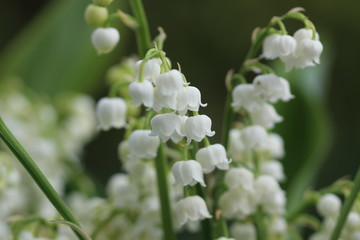 muguet