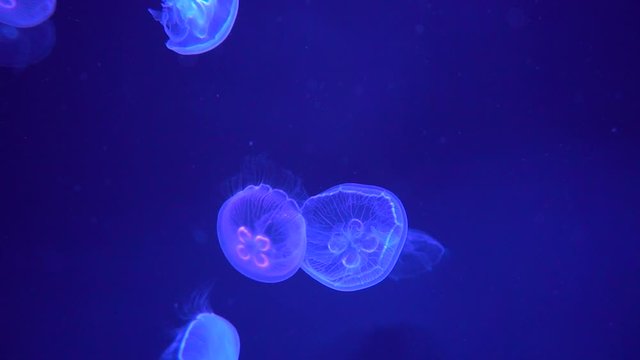 Fantastic jellyfish floating in the aquarium