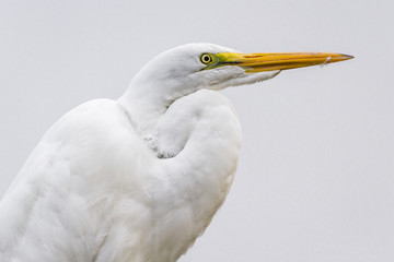 The great egret - Ardea alba