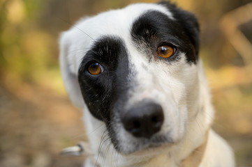 Cute black and white dog looking at the camera. Funny and cute expression.