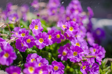 Obraz premium Small fragile primrose flowers bloom
