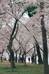 D. c. cherry blossoms