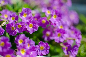 Small fragile primrose flowers bloom
