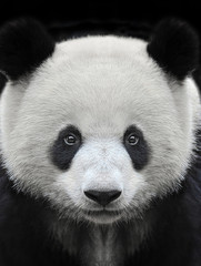 Portrait of a giant panda bear isolated on black background - 344961906