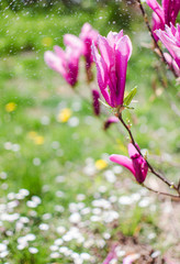 Fototapeta premium Adorable large magnolia flowers bloom