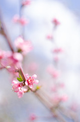 Delicate pink peach blossom on a sunny day