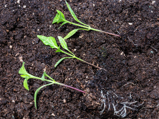 Young plants lying on ground soil ready for planting. Three chili pepper seedlings next to each other. Plant propagation.