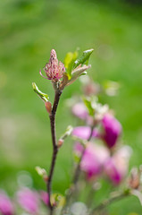 Adorable large magnolia flowers bloom