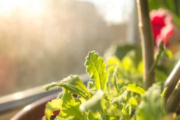 Shoots of young poppy