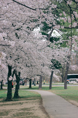 D. c. cherry blossoms
