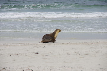 seal