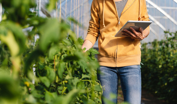 Faceless woman using a digital tablet at work in a greenhouse