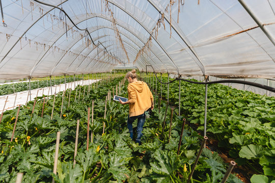 Farmer checking vegetables in greenhouse