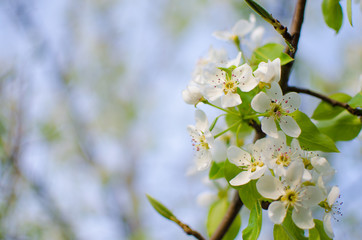 White flowers pear blossom is good nectar and for pear harvest
