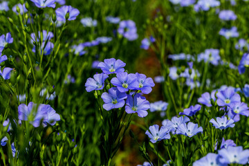 Bright delicate blue flower of ornamental flower of flax and its shoot against complex background. Flowers of decorative flax. Agricultural field of flax technical culture in stage of active flowering