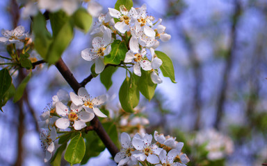 White flowers pear blossom is good nectar and for pear harvest