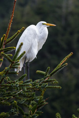 The great egret - Ardea alba
