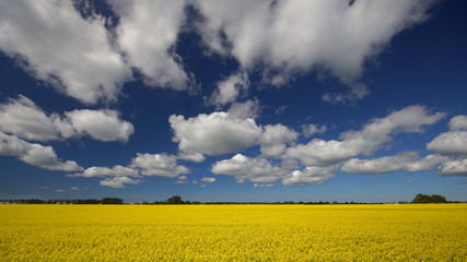 Beautiful sunny landscape of bright sunny yellow rapeseed field on background of blue sky with white clouds