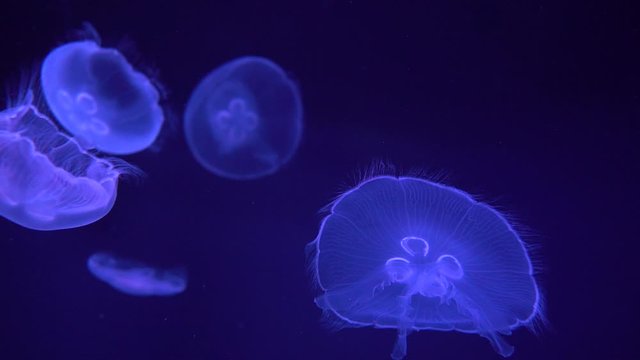 Fantastic jellyfish floating in the aquarium