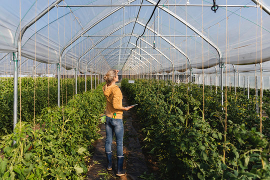 Farmer checking the greenhouse water system
