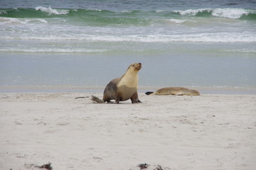 seal