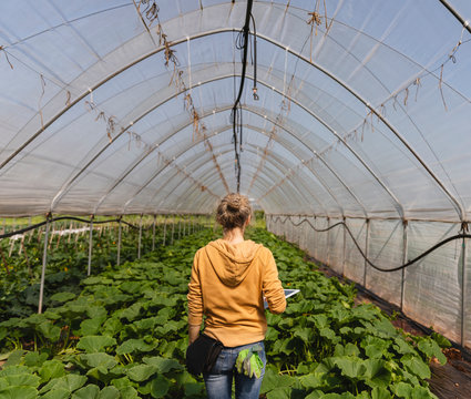 Farmer checking the crops with the use of technology